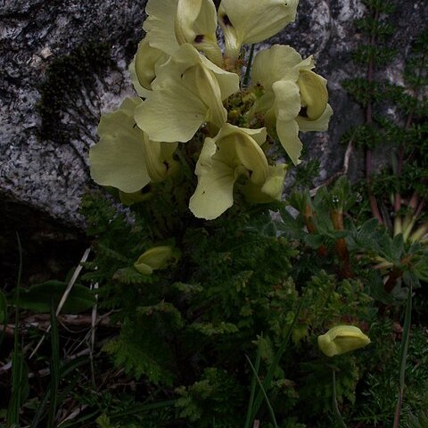 Pedicularis scullyana unspecified picture