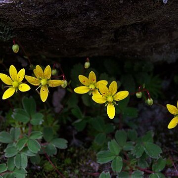 Saxifraga brunonis unspecified picture