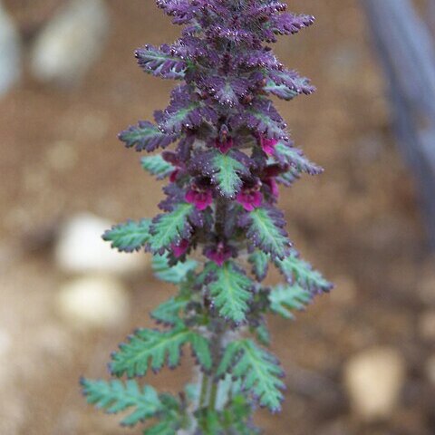 Pedicularis mollis unspecified picture