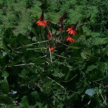 Erythrina arborescens unspecified picture