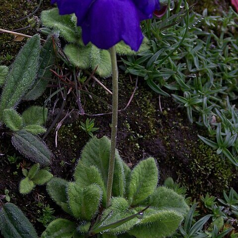 Primula wollastonii unspecified picture