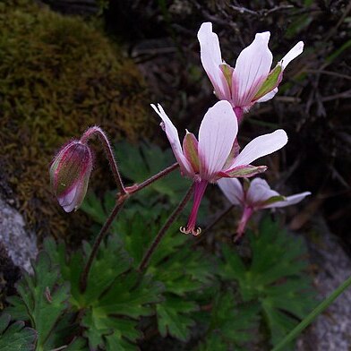 Geranium refractum unspecified picture