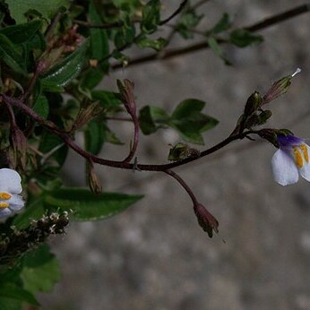 Mazus surculosus unspecified picture