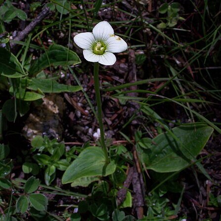 Parnassia nubicola unspecified picture