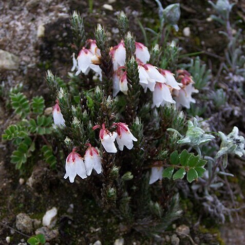 Cassiope fastigiata unspecified picture