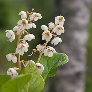 Pyrola norvegica unspecified picture