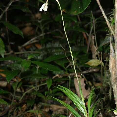 Burmannia longifolia unspecified picture