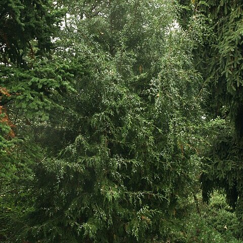 Juniperus semiglobosa unspecified picture