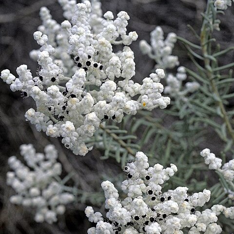 Lachnostachys eriobotrya unspecified picture