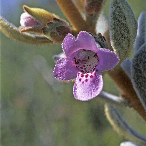 Quoya oldfieldii unspecified picture