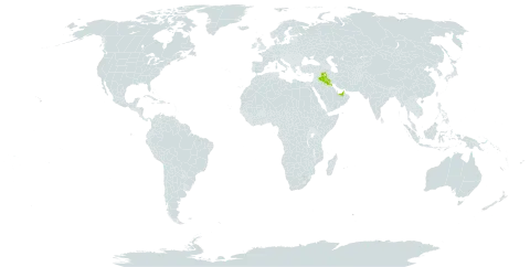 Aaronsohnia factorovskyi world distribution map, present in United Arab Emirates, Iraq, Israel, Kuwait, and Saudi Arabia