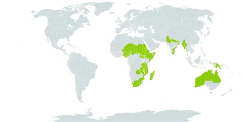 Abelmoschus ficulneus world distribution map, present in Australia, Eritrea, Ethiopia, India, Sri Lanka, Madagascar, Myanmar, Mozambique, Mauritius, Niger, Nigeria, Pakistan, Papua New Guinea, Sudan, Somalia, South Sudan, Chad, Tanzania, United Republic of, South Africa, and Zambia