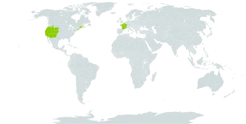 Abies concolor world distribution map, present in France and United States of America