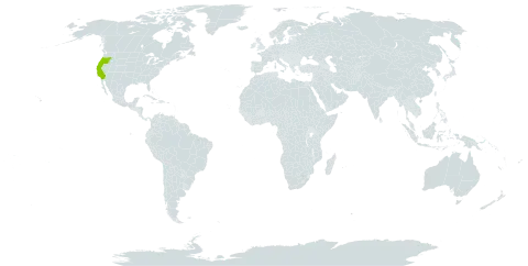 Abies magnifica var. shastensis world distribution map, present in United States of America