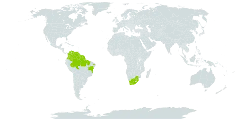 Abolboda americana world distribution map, present in Brazil, Colombia, French Guiana, Guyana, Suriname, Trinidad and Tobago, Venezuela (Bolivarian Republic of), and South Africa