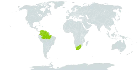 Abolboda grandis world distribution map, present in Brazil, Colombia, Guyana, Suriname, Venezuela (Bolivarian Republic of), and South Africa