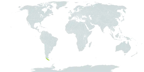 Abrotanella submarginata world distribution map, present in Chile