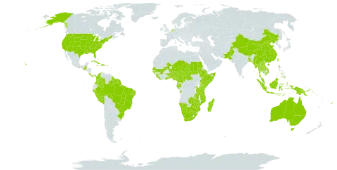 Abrus precatorius subsp. africanus world distribution map, present in Angola, Antigua and Barbuda, Australia, Benin, Bangladesh, Bahamas, Belize, Brazil, Barbados, Bhutan, Botswana, Central African Republic, China, Cameroon, Colombia, Comoros, Cabo Verde, Costa Rica, Cuba, Cayman Islands, Dominica, Dominican Republic, Ethiopia, Fiji, Gabon, Guernsey, Ghana, Guinea, Guadeloupe, Guinea-Bissau, Equatorial Guinea, Grenada, Guatemala, French Guiana, Guyana, Haiti, Indonesia, India, Jamaica, Kenya, Cambodia, Saint Kitts and Nevis, Lao People's Democratic Republic, Liberia, Sri Lanka, Madagascar, Mali, Myanmar, Mozambique, Montserrat, Martinique, Mauritius, Malawi, Malaysia, Mayotte, Namibia, Niger, Nigeria, Niue, Netherlands, Nepal, Pakistan, Panama, Peru, Philippines, Papua New Guinea, Puerto Rico, Réunion, Rwanda, Sudan, Senegal, Singapore, Sierra Leone, Somalia, Suriname, Seychelles, Chad, Togo, Thailand, Taiwan, Province of China, Tanzania, United Republic of, Uganda, United States of America, Viet Nam, South Africa, Zambia, and Zimbabwe