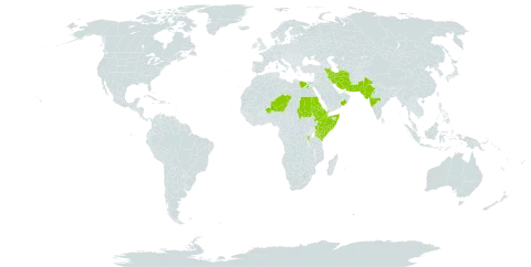 Abutilon bidentatum world distribution map, present in Anguilla, Burundi, Bahrain, Djibouti, Egypt, Eritrea, Ethiopia, India, Iran (Islamic Republic of), Kenya, Niger, Oman, Pakistan, Rwanda, Saudi Arabia, Sudan, Somalia, Chad, and Yemen