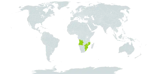 Abutilon grandiflorum world distribution map, present in Angola, Mozambique, Malawi, Sao Tome and Principe, eSwatini, South Africa, and Zimbabwe