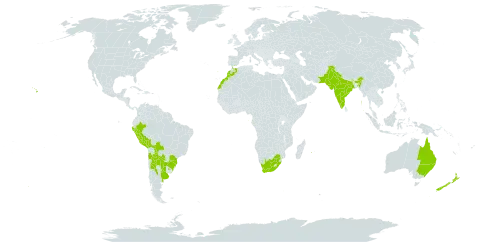 Abutilon grandifolium world distribution map, present in Argentina, Australia, Burkina Faso, Bolivia (Plurinational State of), Brazil, Chile, Spain, India, Morocco, New Zealand, Pakistan, Peru, Portugal, Paraguay, Réunion, Sao Tome and Principe, Uruguay, United States of America, and South Africa