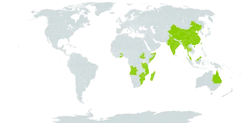 Abutilon guineense world distribution map, present in Angola, Antigua and Barbuda, Australia, Burundi, China, Cabo Verde, Ghana, India, Sri Lanka, Madagascar, Myanmar, Mozambique, Montserrat, Mauritius, Malawi, Malaysia, Réunion, Rwanda, Somalia, South Sudan, eSwatini, Togo, Thailand, Taiwan, Province of China, Tanzania, United Republic of, South Africa, and Zimbabwe