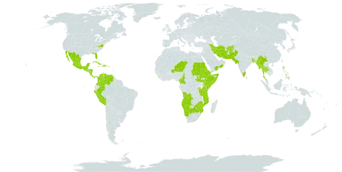 Abutilon hirtum world distribution map, present in Afghanistan, Angola, Anguilla, Antigua and Barbuda, Burundi, Bonaire, Sint Eustatius and Saba, Bangladesh, Bahamas, Belize, Barbados, Botswana, China, Cameroon, Colombia, Costa Rica, Cuba, Djibouti, Dominican Republic, Eritrea, Ethiopia, Guadeloupe, Grenada, Guatemala, Honduras, Haiti, India, Iran (Islamic Republic of), Israel, Jamaica, Kenya, Sri Lanka, Mexico, Myanmar, Mozambique, Montserrat, Martinique, Mauritius, Namibia, Niger, Nicaragua, Oman, Pakistan, Panama, Peru, Philippines, Puerto Rico, Réunion, Rwanda, Saudi Arabia, Sudan, El Salvador, Somalia, South Sudan, Turks and Caicos Islands, Chad, Thailand, Trinidad and Tobago, Tanzania, United Republic of, United States of America, Venezuela (Bolivarian Republic of), Yemen, South Africa, and Zimbabwe