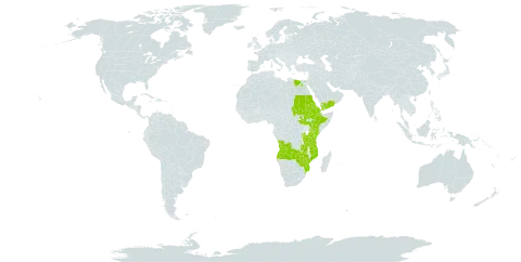 Abutilon longicuspe world distribution map, present in Angola, Burundi, Egypt, Eritrea, Ethiopia, Kenya, Mozambique, Malawi, Rwanda, Sudan, South Sudan, Tanzania, United Republic of, Yemen, Zambia, and Zimbabwe