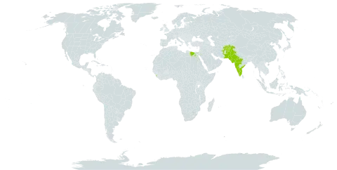 Abutilon pannosum world distribution map, present in Afghanistan, Egypt, India, Sri Lanka, and Pakistan