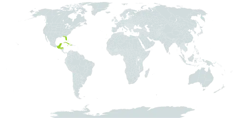 Abutilon permolle world distribution map, present in Bahamas, Belize, Cuba, Cayman Islands, Guatemala, Honduras, Haiti, Jamaica, Mexico, Portugal, Turks and Caicos Islands, and United States of America