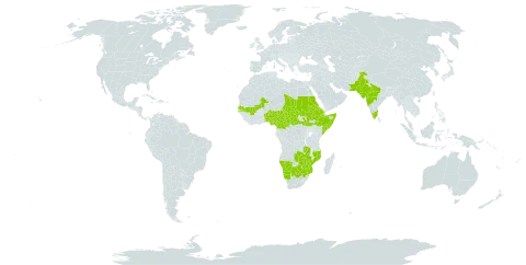 Abutilon ramosum world distribution map, present in Angola, Benin, Burkina Faso, Botswana, Central African Republic, Cameroon, Cabo Verde, Djibouti, Eritrea, Ethiopia, India, Mali, Mozambique, Malawi, Namibia, Nigeria, Pakistan, Sudan, Senegal, Somalia, South Sudan, Chad, South Africa, Zambia, and Zimbabwe