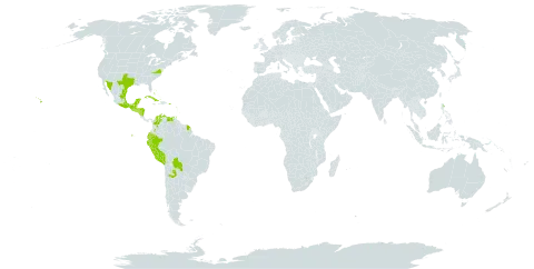 Abutilon viscosum world distribution map, present in Argentina, Bonaire, Sint Eustatius and Saba, Bahamas, Bolivia (Plurinational State of), Barbados, Colombia, Cuba, Cayman Islands, Ecuador, Guadeloupe, Guatemala, French Guiana, Honduras, Jamaica, Saint Lucia, Mexico, Nicaragua, Peru, Puerto Rico, Paraguay, El Salvador, Turks and Caicos Islands, Trinidad and Tobago, United States of America, and Venezuela (Bolivarian Republic of)