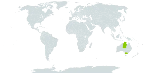 Acacia amentifera world distribution map, present in Australia