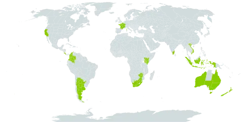 Acacia baileyana world distribution map, present in Argentina, Australia, Colombia, Costa Rica, France, Indonesia, India, Kenya, New Zealand, United States of America, Viet Nam, South Africa, and Zimbabwe