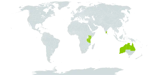 Acacia colei world distribution map, present in Australia, India, Kenya, and Tanzania, United Republic of