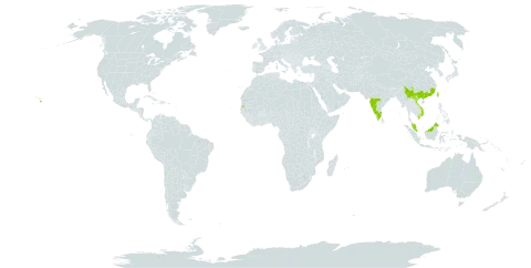 Acacia confusa world distribution map, present in China, India, Northern Mariana Islands, Mauritius, Malaysia, Philippines, Seychelles, Taiwan, Province of China, United States of America, and Viet Nam