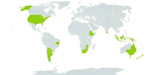 Acacia cultriformis world distribution map, present in Argentina, Australia, Brazil, Ethiopia, Indonesia, India, New Zealand, United States of America, South Africa, and Zimbabwe