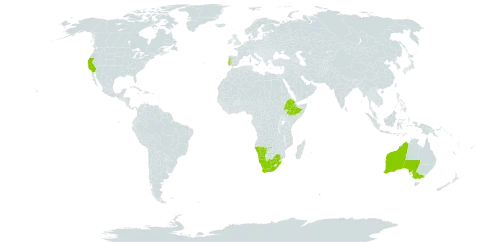 Acacia cyclops world distribution map, present in Australia, Ethiopia, Namibia, Portugal, United States of America, and South Africa