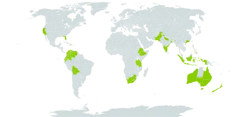 Acacia decurrens world distribution map, present in American Samoa, Australia, Bolivia (Plurinational State of), China, Colombia, Ecuador, Ethiopia, Haiti, Indonesia, India, Sri Lanka, New Zealand, Pakistan, Philippines, Tanzania, United Republic of, United States of America, Venezuela (Bolivarian Republic of), and South Africa