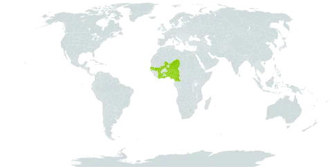 Acacia dudgeoni world distribution map, present in Benin, Burkina Faso, Côte d'Ivoire, Cameroon, Ghana, Mali, Niger, Nigeria, Senegal, and Togo