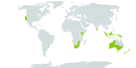 Acacia elata world distribution map, present in Australia, Indonesia, India, Kenya, Sri Lanka, New Zealand, Uganda, United States of America, South Africa, and Zimbabwe