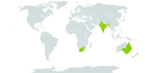 Acacia fimbriata world distribution map, present in Australia, India, New Zealand, and South Africa