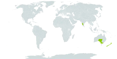 Acacia glandulicarpa world distribution map, present in Australia, India, and New Zealand