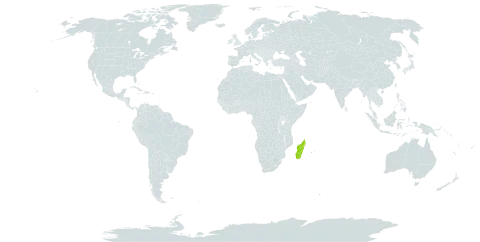 Acacia heterophylla world distribution map, present in Madagascar, Mauritius, and Réunion