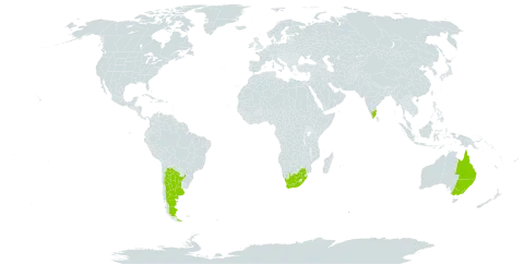 Acacia maidenii world distribution map, present in Argentina, Australia, India, and South Africa