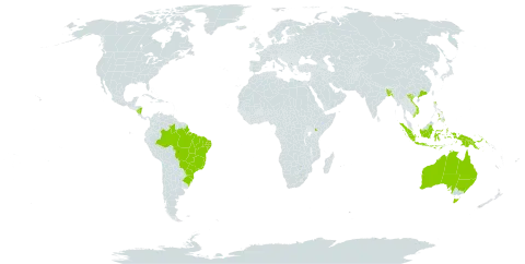 Acacia mangium world distribution map, present in Australia, Bangladesh, Brazil, Brunei Darussalam, China, Hong Kong, Indonesia, India, Iceland, Kenya, Nicaragua, Philippines, Papua New Guinea, Singapore, and Viet Nam