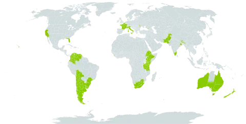 Acacia melanoxylon world distribution map, present in Argentina, American Samoa, Australia, Belgium, Bolivia (Plurinational State of), Brazil, Bhutan, Chile, Colombia, Ethiopia, France, Georgia, India, Italy, Kenya, Sri Lanka, Lesotho, Moldova (Republic of), Mauritius, Nepal, New Zealand, Pakistan, Portugal, Réunion, Tanzania, United Republic of, Uruguay, United States of America, Venezuela (Bolivarian Republic of), and South Africa