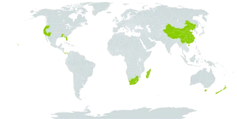 Acacia world distribution map, present in American Samoa, Australia, China, Sri Lanka, Madagascar, New Zealand, Panama, United States of America, and South Africa