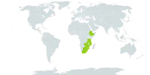 Acacia nilotica subsp. kraussiana world distribution map, present in Botswana, Ethiopia, Mozambique, Malawi, Tanzania, United Republic of, South Africa, Zambia, and Zimbabwe