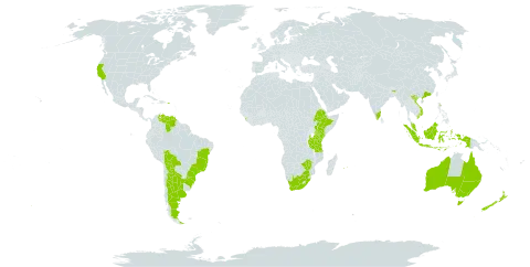 Acacia podalyriifolia world distribution map, present in Argentina, Australia, Bolivia (Plurinational State of), Brazil, China, Ethiopia, Indonesia, India, Kenya, Sri Lanka, Mauritius, Malawi, Malaysia, New Zealand, Puerto Rico, Réunion, Tanzania, United Republic of, Uganda, United States of America, Venezuela (Bolivarian Republic of), Viet Nam, South Africa, and Zimbabwe